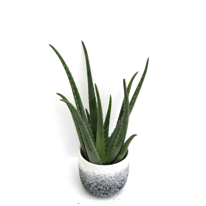 Aloe Vera Aloe Vera
