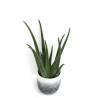 Aloe Vera Aloe Vera