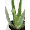 Aloe Vera Aloe Vera
