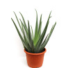 Aloe Vera Aloe Vera
