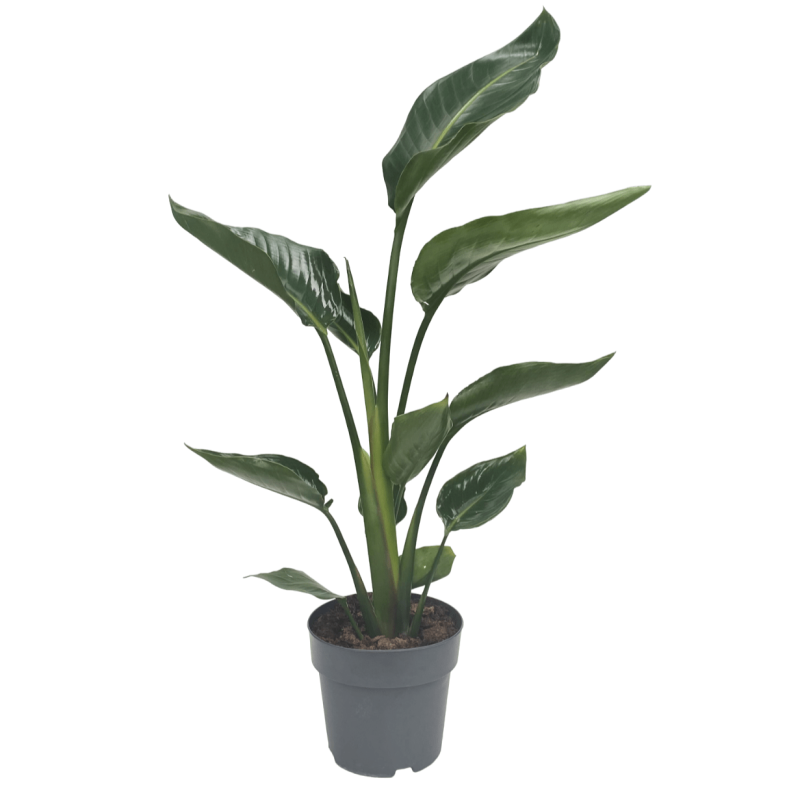 Estrelícia augusta – Strelitzia nicolai Estrelícia augusta – Strelitzia nicolai