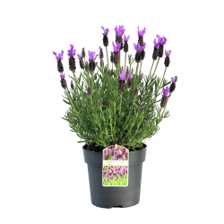 Rosmaninho – Lavandula stoechas