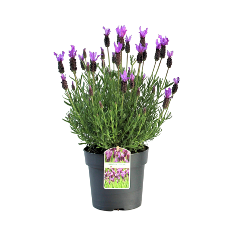 Rosmaninho – Lavandula stoechas