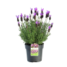 Rosmaninho – Lavandula stoechas Rosmaninho – Lavandula stoechas